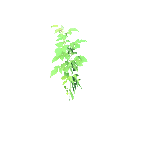 Rubus idaeus B